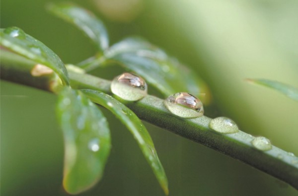 Water Drops Tablett m. Griffen 40x27cm